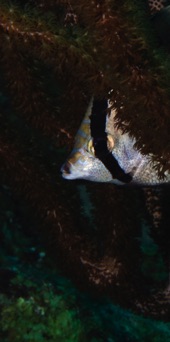 Banded Butterflyfish